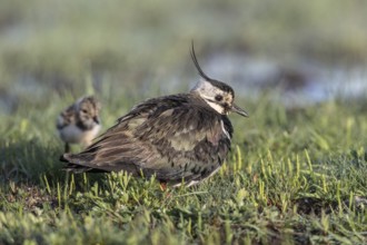 Lapwing (Vanellus vanellus) with young, Lower Saxony, Germany, Europe