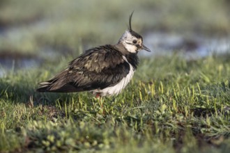 Lapwing (Vanellus vanellus) with young, Lower Saxony, Germany, Europe