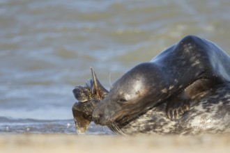 Grey seal (Halichoerus grypus) two adult animals in love courting on a beach, England, United