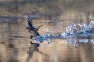 Little grebe (Tachypaptus ruficollis), taking off from the water, Jenbach, Tyrol, Austria, Europe