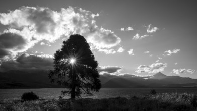 Black and white photograph of a monkey puzzle tree (Araucaria araucana) at the lake Lago