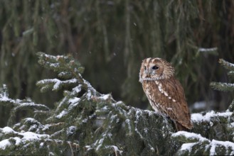 Tawny owl (Strix aluco), Czech Republic, Europe