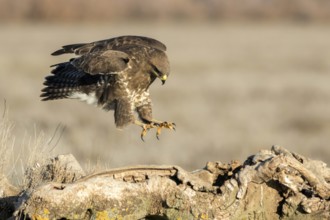 Common Buzzard (Buteo buteo), Castile-La Mancha, Spain, Europe
