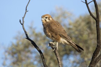 Brown Falcon (Falco berigora) perched on a branch, Queensland, Australia, Oceania