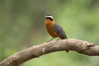 White-browed Robin-Chat (Cossypha heuglini) perched on a branch, Lake Hawassa, Ethiopia, Africa