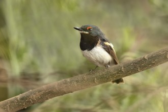 Brown-throated Wattle-eye (Platysteira cyanea) female perched on a branch, Lake Hawassa, Ethiopia,