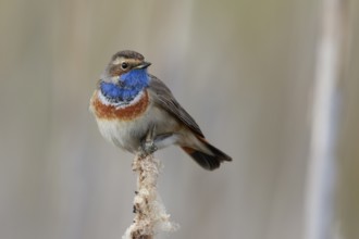 Bluethroat (Luscinia svecica cyanecula) male perched on cattail, Netherlands