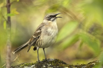 San Cristobal Mockingbird (Mimus melanotis) singing, Galapagos, Ecuador, South America