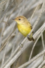Warbling Doradito (Pseudocolopteryx flaviventris), Santo Domingo, Chile, South America