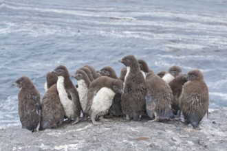 Southern Rockhopper Penguin (Eudyptes chrysocome) group of chicks, Bleaker Island, Falkland