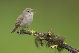 House Wren (Troglodytes aedon) singing, British Columbia, Canada, North America