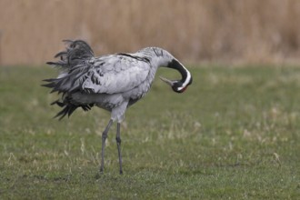 Common Crane (Grus grus), Mecklenburg-Western Pomerania, Germany, Europe