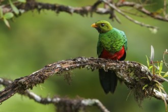 Golden-headed Quetzal (Pharomachrus auriceps) perched on a branch in the Andes Mountains of