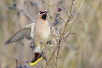Bohemian Waxwing (Bombycilla garrulus) feeding on berries, North Rhine-Westphalia, Germany, Europe