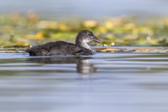 Eurasian Coot (Fulica atra) juvenile, Mecklenburg-Western Pomerania, Germany, Europe