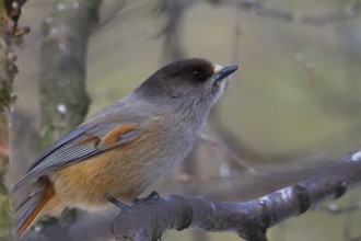 Siberian Jay - Unglückshäher - Perisoreus infaustus ssp. infaustus, Norway, adult, Europe