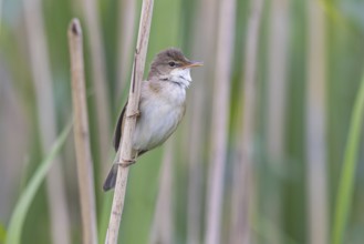 Eurasian Reed Warbler (Acrocephalus scirpaceus), North Rhine-Westphalia, Germany, Europe