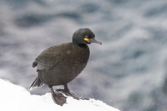 European Shag (Phalacrocorax aristotelis), Norway, Europe