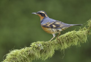 Varied Thrush (Ixoreus naevius), British Columbia, Canada, North America