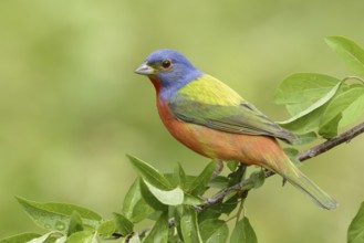 Painted Bunting (Passerina ciris) male, Texas, USA, North America