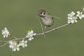 Eurasian Tree Sparrow (Passer montanus), Saxony, Germany, Europe