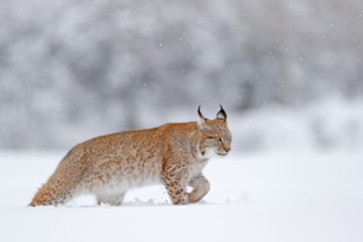 Eurasian Lynx walking, wild cat in the forest with snow. Wildlife scene from winter nature. Cute