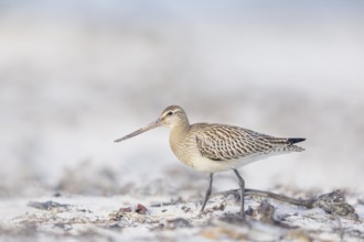 Pfuhlschnepfe, Limosa lapponica Bar-tailed Godwit, Limosa lapponica