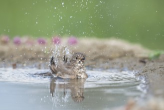 Spotted Flycatcher (Muscicapa striata) bathing, Aosta Valley, Italy, Europe