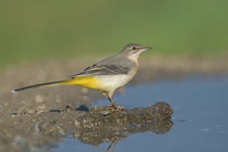 Grey Wagtail (Motacilla cinerea) at a waterhole, Aosta Valley, Italy, Europe