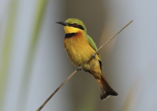 Little Bee-eater (Merops pusillus), Gambia, Africa