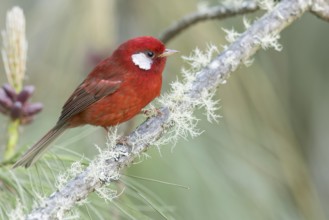 Red Warbler (Cardellina rubra) perched on a branch in Oaxaca, Mexico, Central America