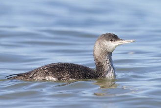 Red-throated Loon (Gavia stellata), Schleswig-Holstein, Germany, Europe