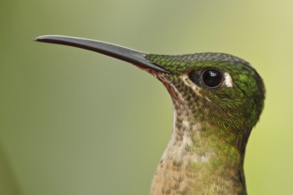 Fawn-breasted Brilliant (Heliodoxa rubinoides), Ecuador, South America