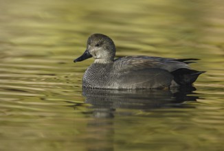 Gadwall (Mareca strepera) male, California, USA, North America