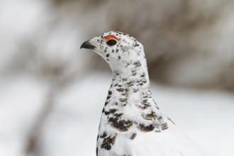 White-tailed Ptarmigan (Lagopus leucura), California, USA, North America