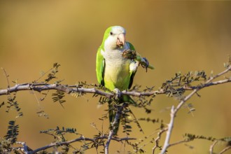 Monk parakeet (Myiopsitta monachus) Pantanal Brazil