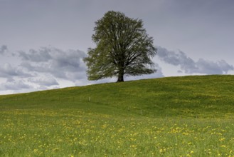 European beech (Fagus sylvatica) in spring, solitary tree near Rieden am Forggensee, Ostallgäu,