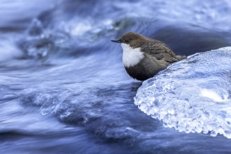 Northern white-throated dipper (Cinclus cinclus cinclus) foraging along frozen stream in winter,