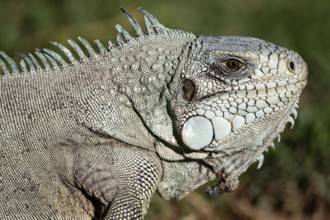 Green iguana (Iguana iguana) Pantanal Brazil