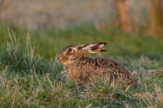 European brown hare (Lepus europaeus) sitting in field, meadow at sunset in late winter, early