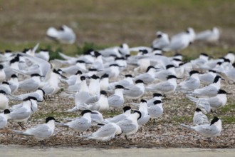 Sandwich Tern (Thalasseus sandvicensis) group, Netherlands