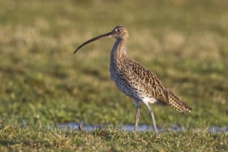 Eurasian Curlew (Numenius arquata) foraging, North Rhine-Westpalia, Germany, Europe