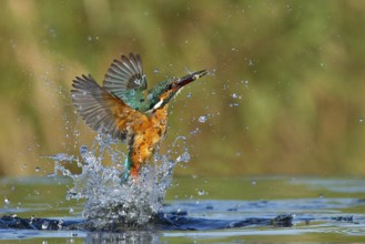Common Kingfisher (Alcedo atthis) female hunting, Leiria, Portugal, Europe