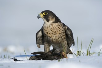 Peregrine Falcon (Falco peregrinus) captive, with prey, Saxony, Germany, Europe