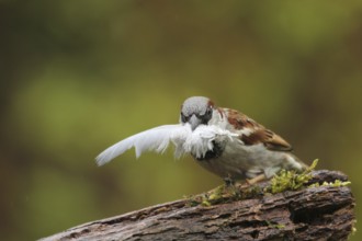 House Sparrow (Passer domesticus) male with feather in beak, Lower Saxony, Germany, Europe