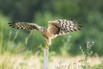 Montagu's harrier (Circus pygargus) wbl Germany