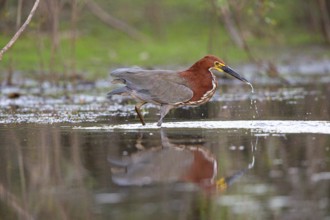 Rufescent tiger heron (Tigrisoma lineatum) Pantanal Brazil