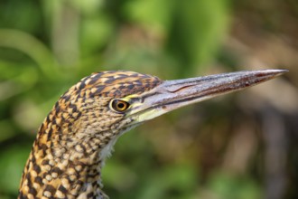 Rufescent tiger heron (Tigrisoma lineatum) Pantanal Brazil
