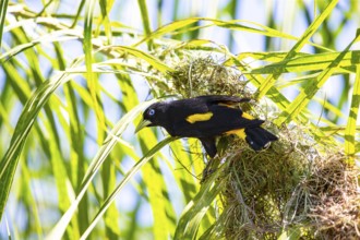 Yellow-rumped cacique (Cacicus cela) Pantanal Brazil