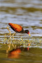 Red-fronted leaflet (Jacana jacana) Pantanal Brazil